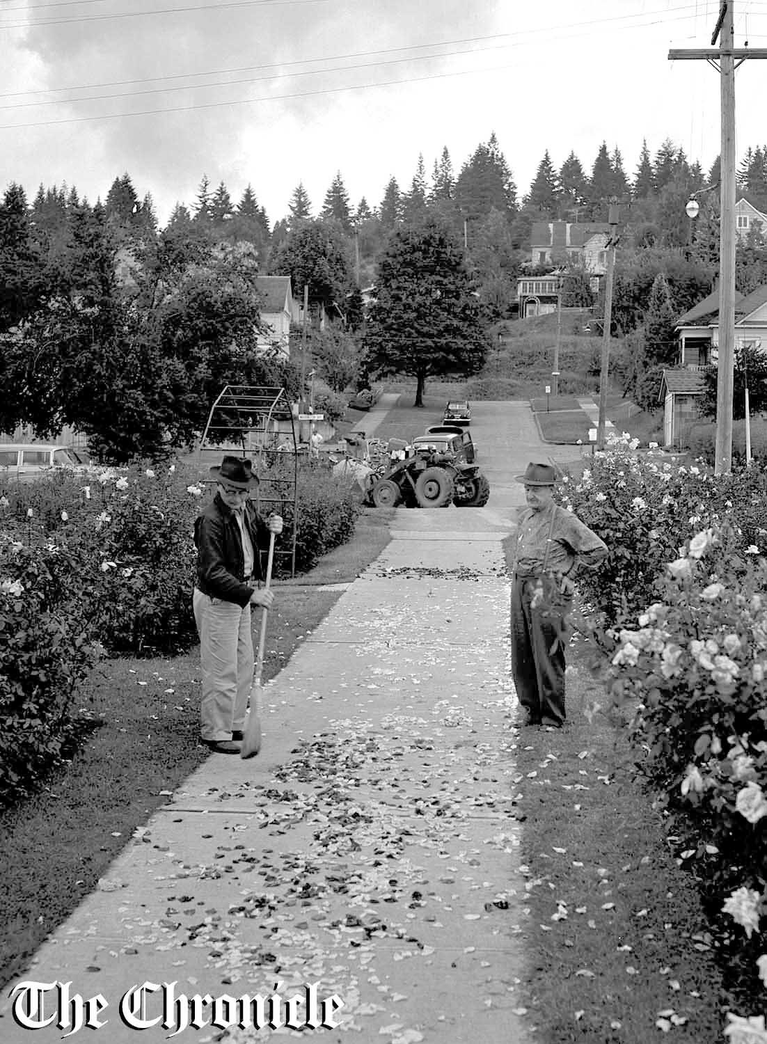 From the June 1959 Chronicle archives:  “ROSE DAMAGED - Someone, apparently youngsters, wreaked havoc in Chehalis civic center rose garden Tuesday night. They took hundreds of blooms and buds and strewed the walk with them. Many of the bushes will not bloom again this year. Above, Henry Glanze, at left, garden caretaker, sweeps up mess while Mayor Walter B. Graham, Sr., looks on. - Chronicle Staff Photo.”